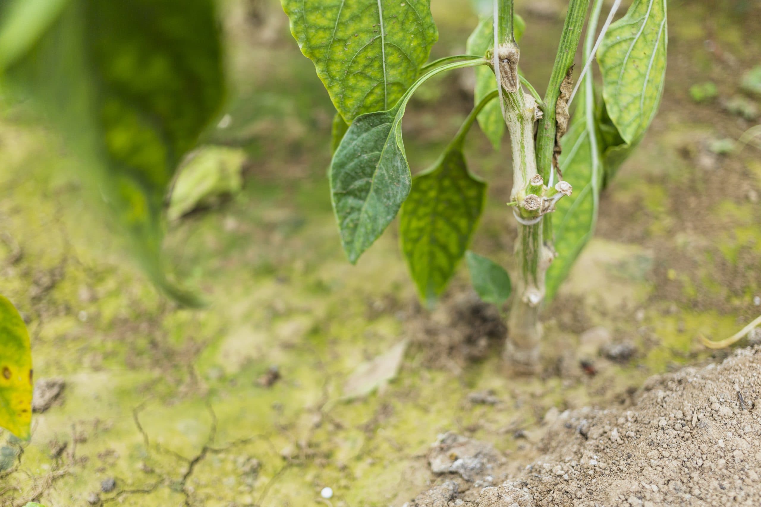Common Signs of Nutrient Deficiency in Crops: Symptoms, Causes, and Correction Strategies